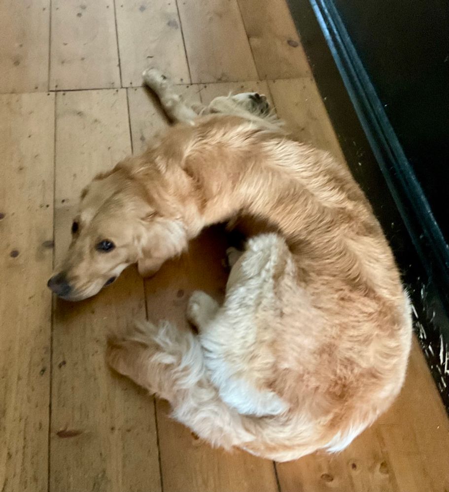 A golden retriever called Cherry 