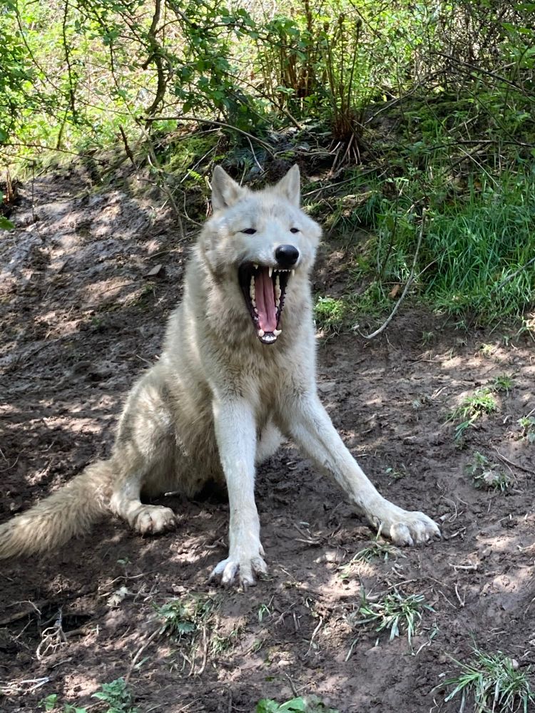My photo of a domesticated wolf called Bosch who is slightly stretching out his paws and yawning 