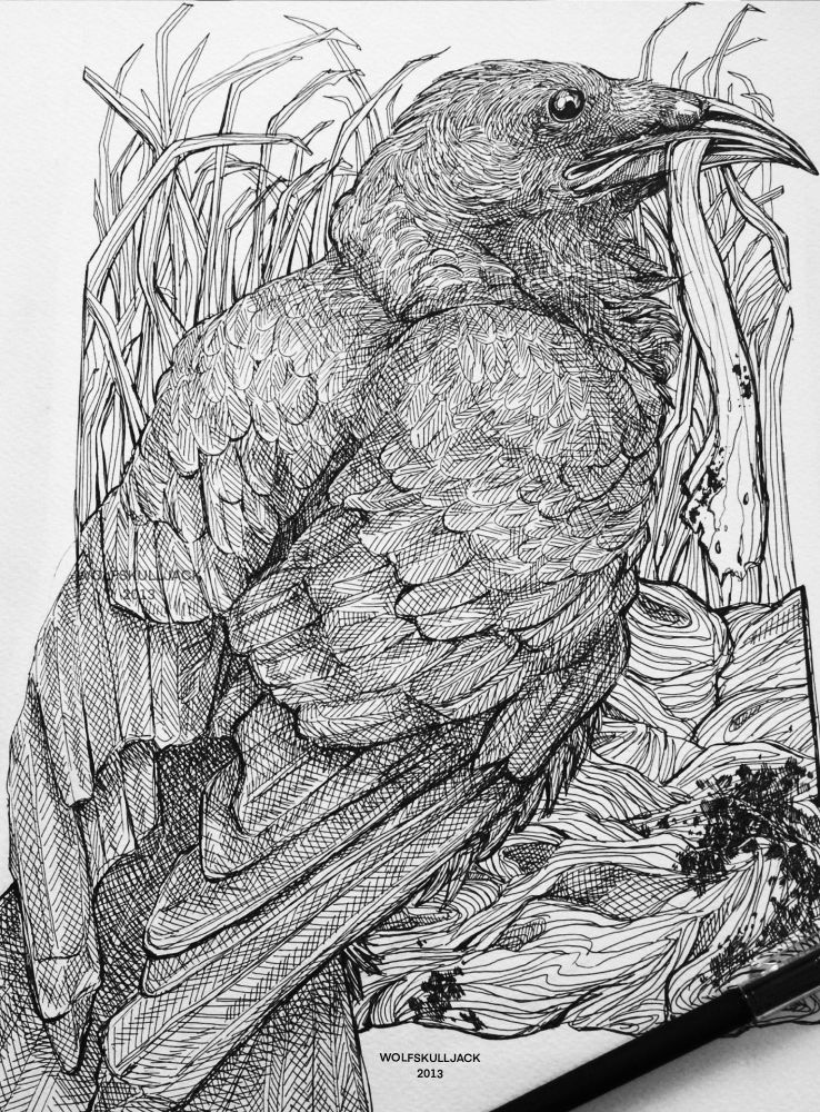 Pen drawing of a crow with stained cloth in its mouth. Done in 2013