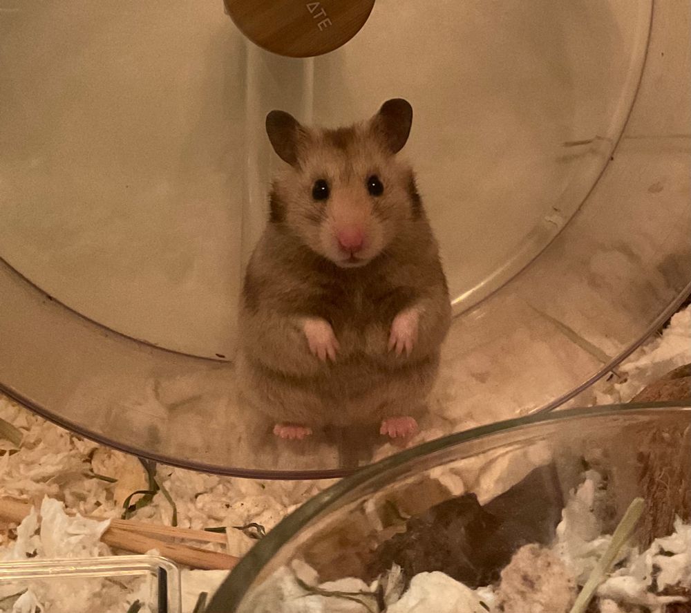 Photo of my female Syrian hamster, Tanuki. She’s standing upright on a wheel 🛞