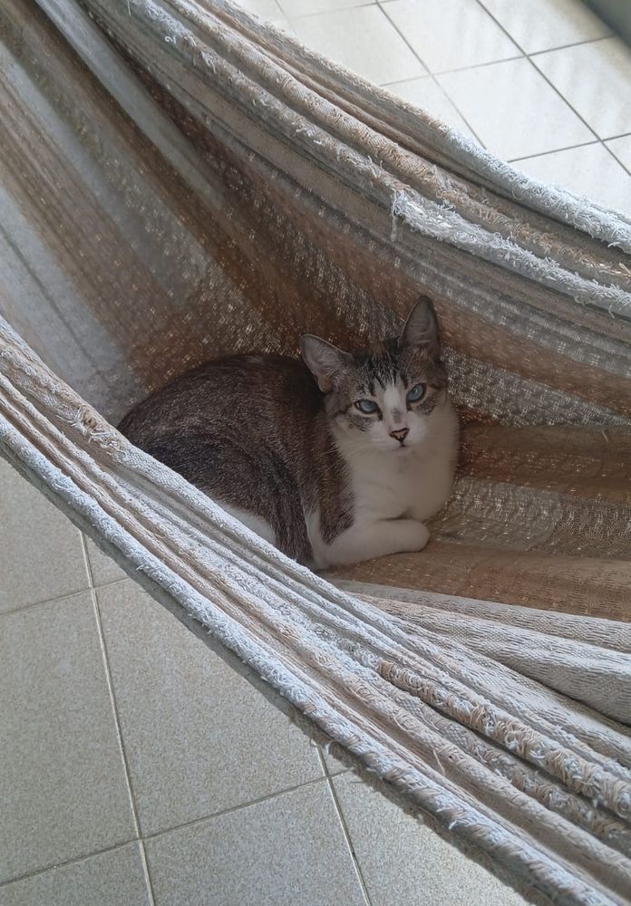 Gatinha deitada na rede