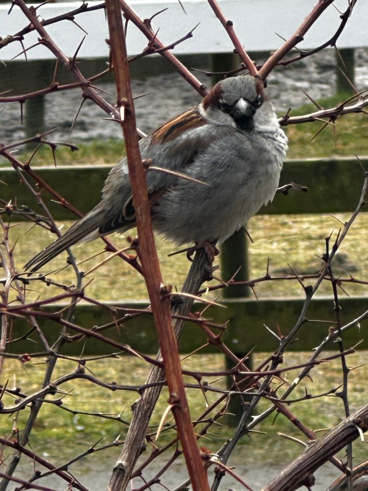 Close-up of a house sparrow perched on a branch. The bird is slightly puffed up against the chilly weather and is looking directly into the camera.