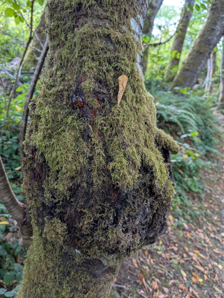 A tree that looks a little bit like a monster's face.