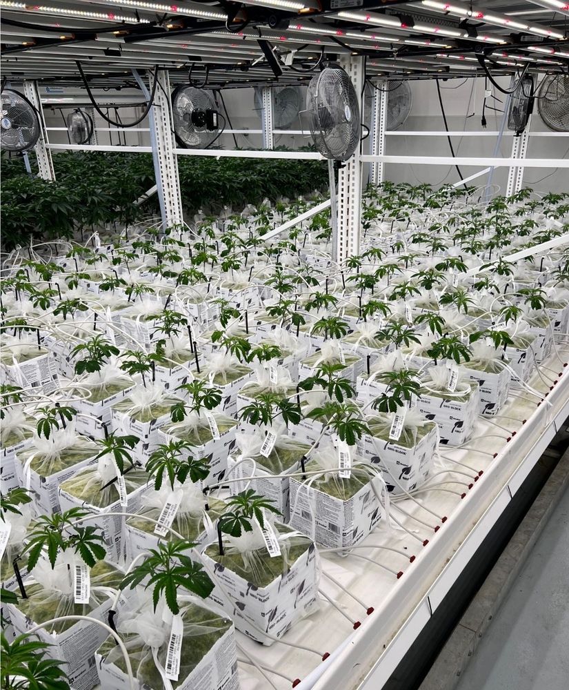 Picture of a wasteful indoors marijuana grow operation in Phoenix AZ. 