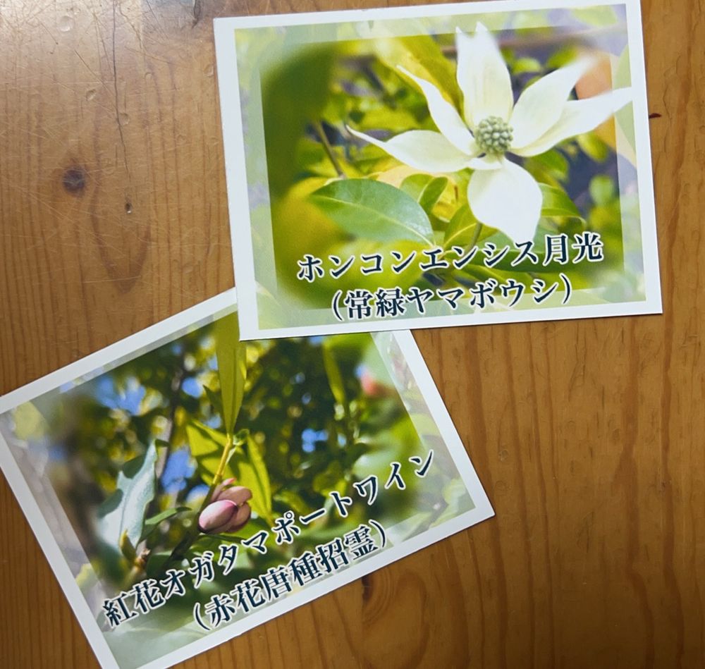 ホンコンエンシスけ