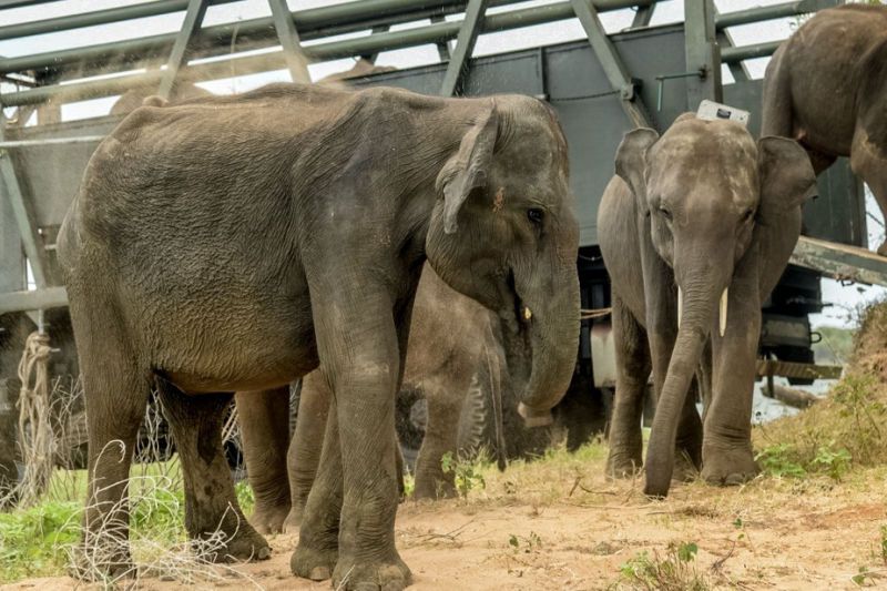 Sri Lanka  | Six éléphanteaux, recueillis dans un centre, rendus à la vie sauvage