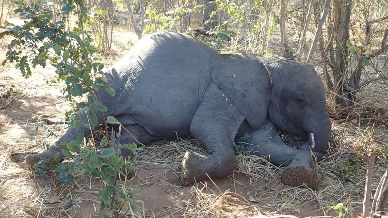 Mystery of African elephants dropping dead unravelled by scientists