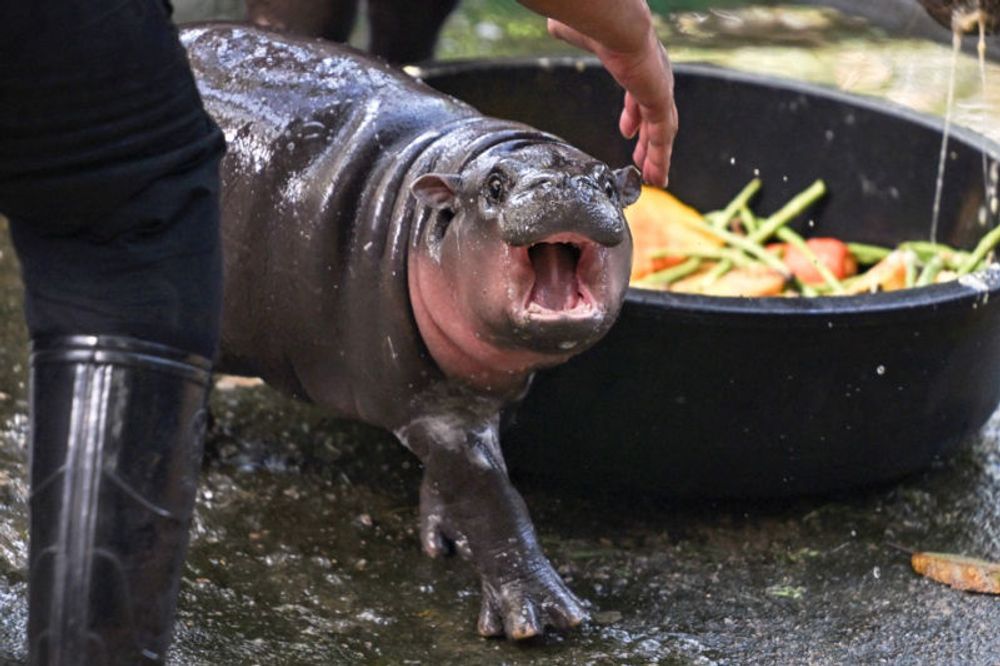 Thaïlande | Moo Deng, le bébé hippopotame pygmée,  devient vedette d’un zoo