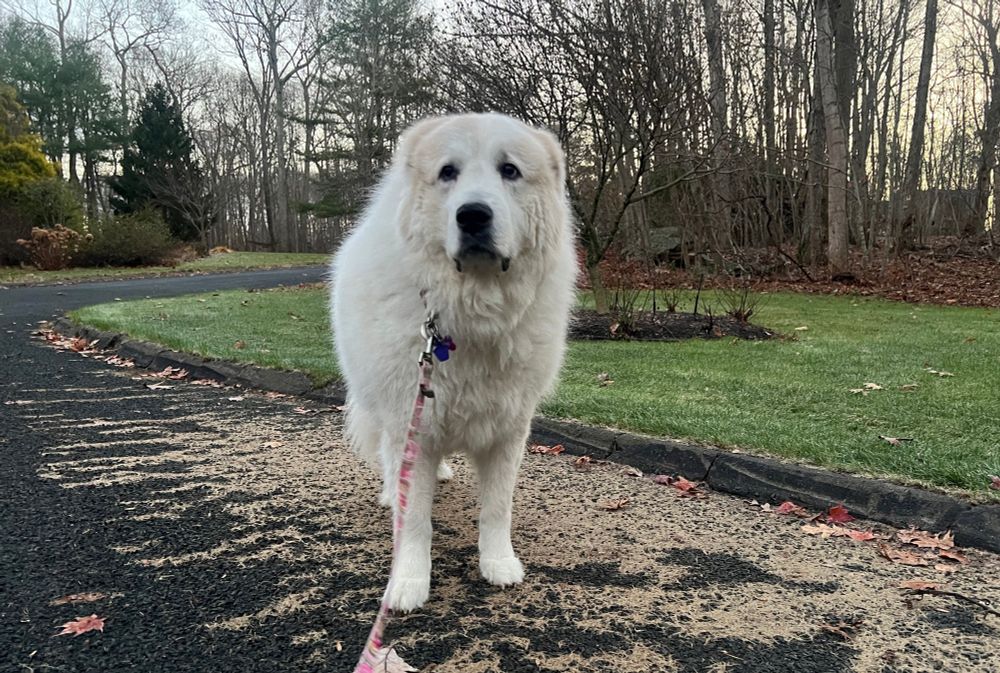 Giant fluffy white dog standing at the side of a road with a grassy area and bare trees behind her and some evergreens.