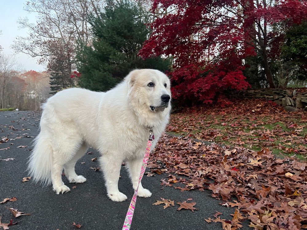 Giant fluffy white dog standing on a road with some dead leaves around her and a red tree and bare trees behind her.