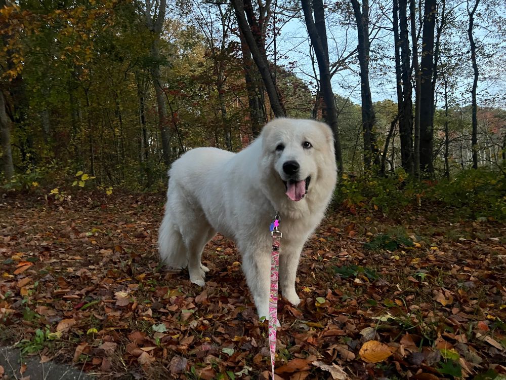 Giant fluffy white dog standing on a leaf covered ground with mostly bare trees behind her.