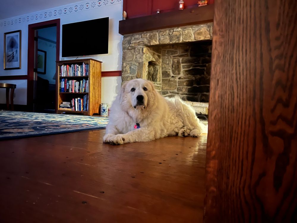 Giant fluffy white dog lying on a wood floor in a living room with a fireplace and bookshelf behind her and a blue rug next to her.