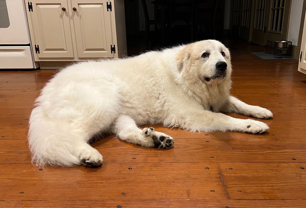 Giant fluffy white dog lying on a hardwood floor with white cabinets and an oven behind her.