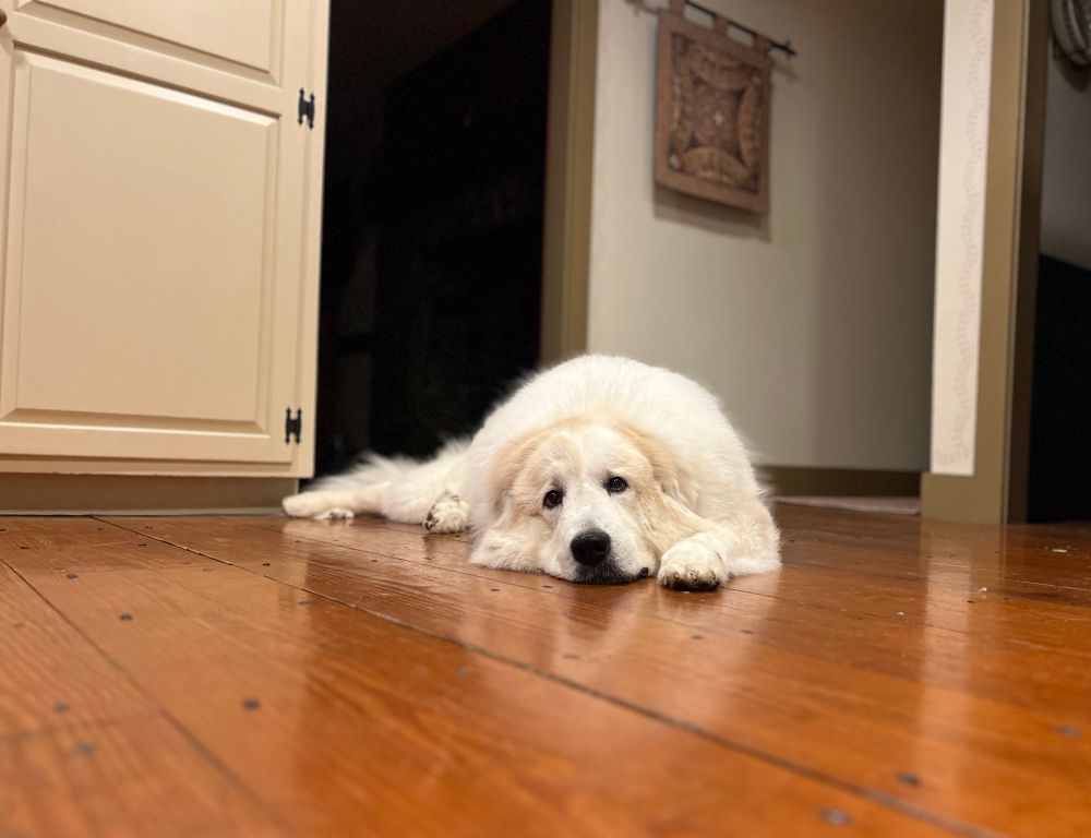 Giant, fluffy white fog, lying on a hardwood floor with her head on her paws and white cabinets, and a dark doorway behind her.