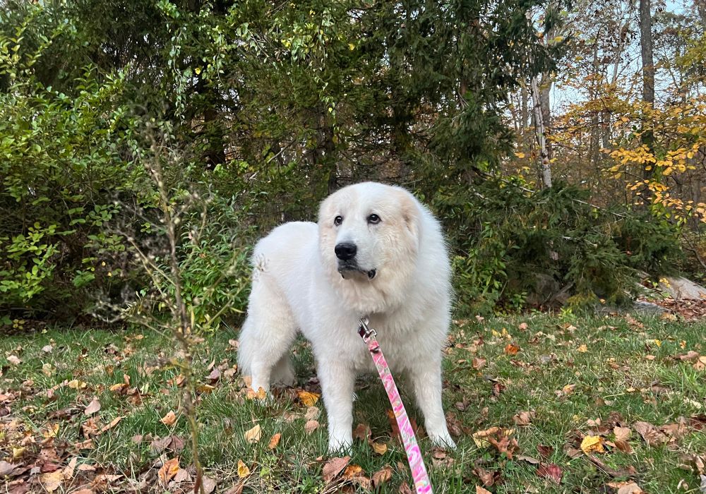 Giant fluffy, white dog, standing on some grass with trees behind her, and colorful leaves on the ground.