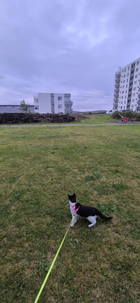 Varya during her first leash training, staring out in an open field. There's houses and a playground in the distance, and the sky is quite cloudy.