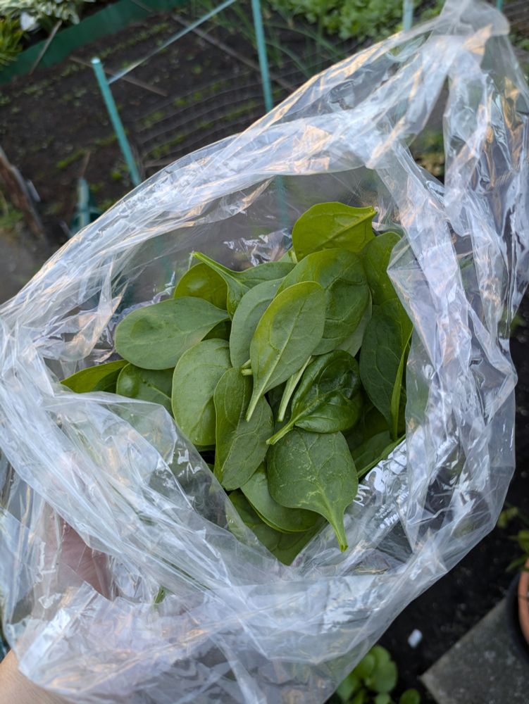 Picture of a plastic bag with a couple of large handfuls of spinach leaves, grown in my tiny garden and picked this morning - they're about to be steamed to go with two poached eggs on toast 