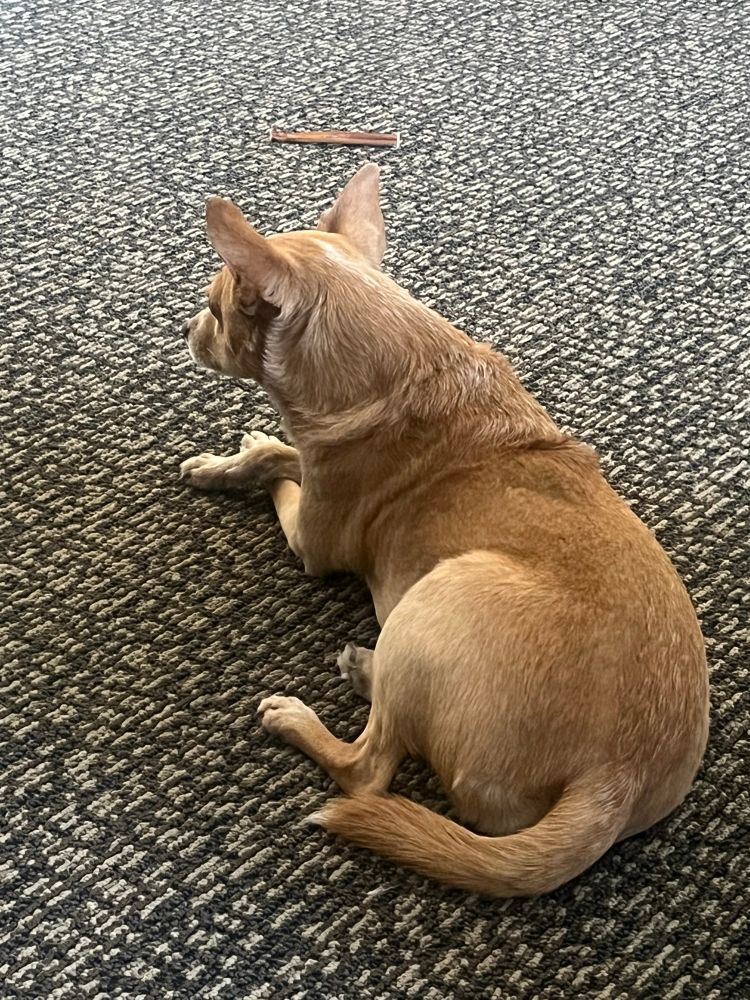 Golden dog sits cross legged on the carpet. Ahead of her lies a long brown pizzle stick, untouched.