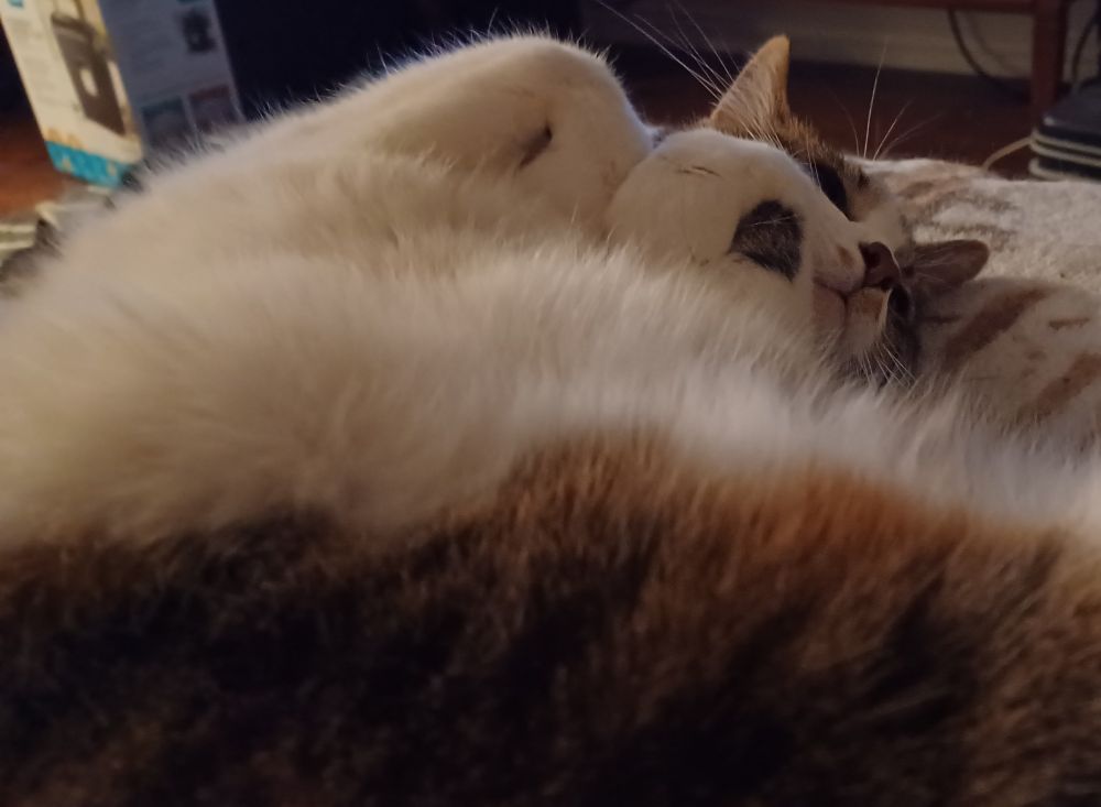 tabbyco cat laying on her back with curled feet up