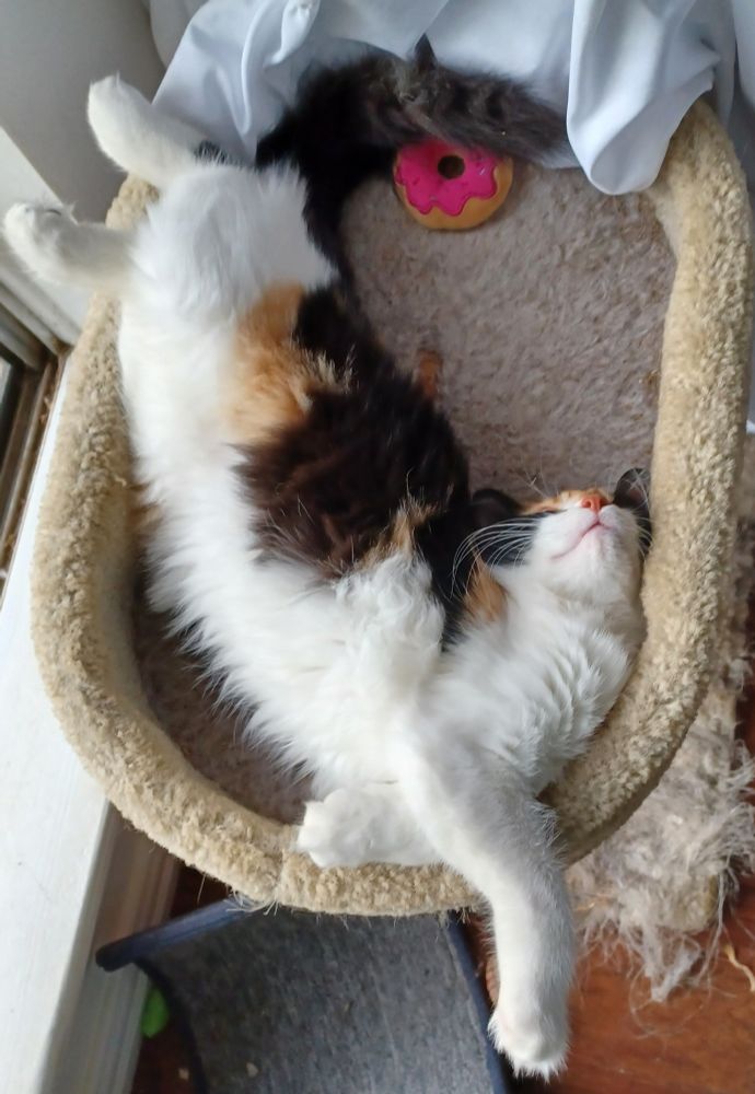 biscuit, asleep with her feet in the air