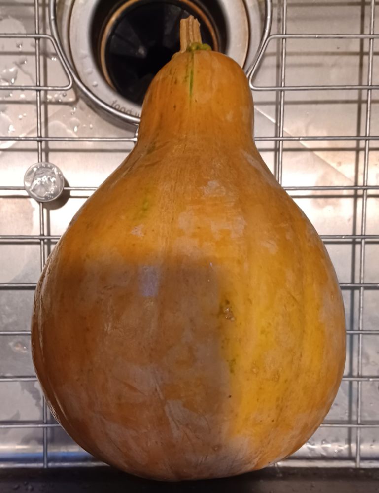 giant butternut squash from my mostly unsuccessful vegetable garden
