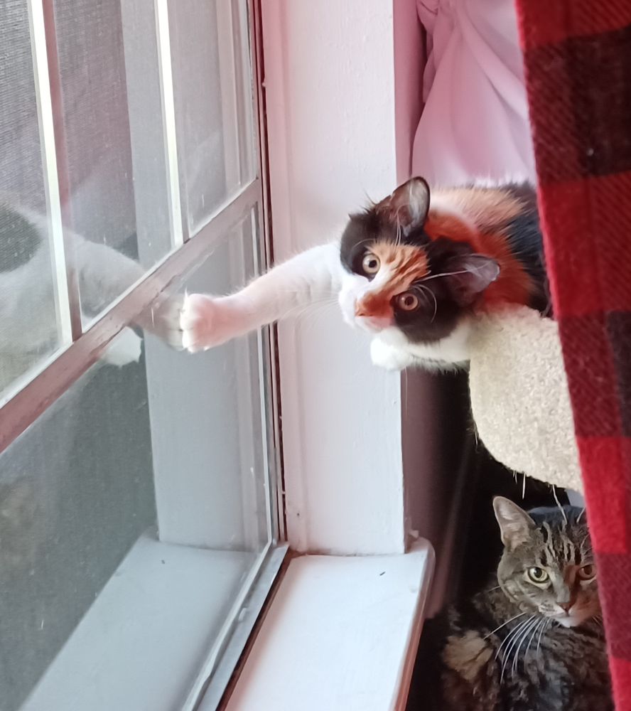 biscuit the calico kitten is lounging & stuck her arm out to balance on the window so she could look at the camera. zeppelin, our adult brown & black tabby cat, looks at the camera like "picture time again?"
