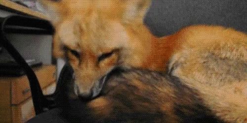 a close up of a fox licking another fox 's fur