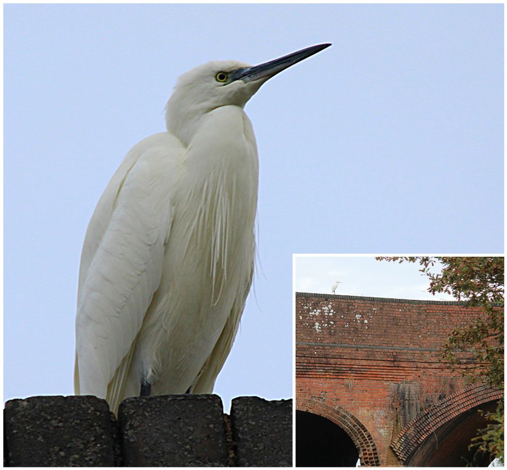 Egret standing on top of railway bridge