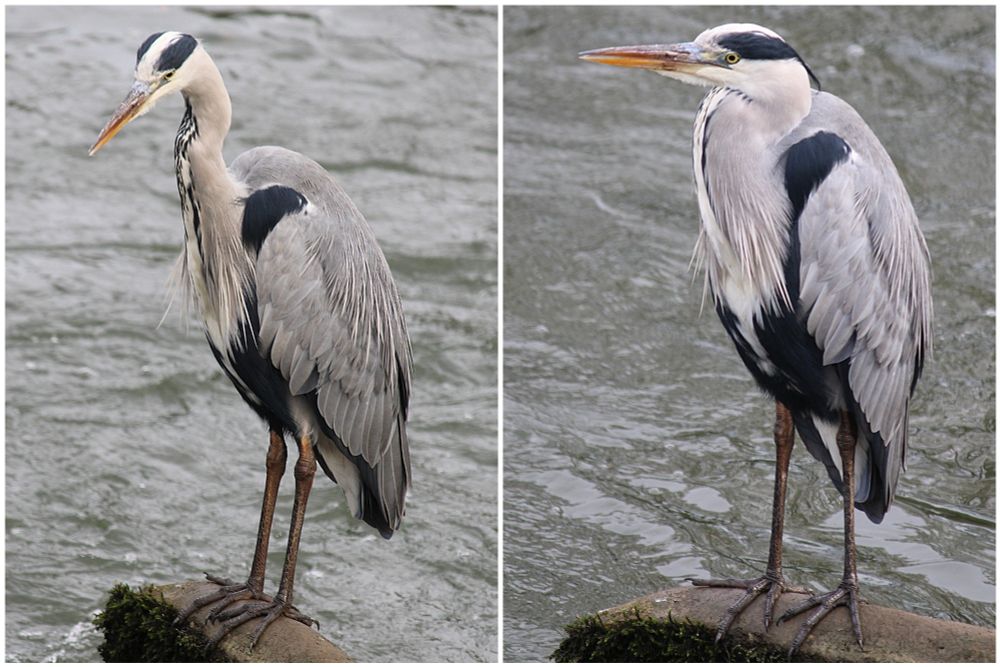 Two pics of a grey heron standing by a mill pond.