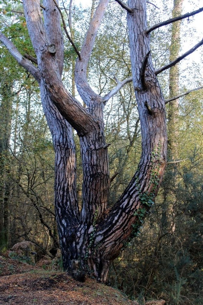 Stripey-barked tree