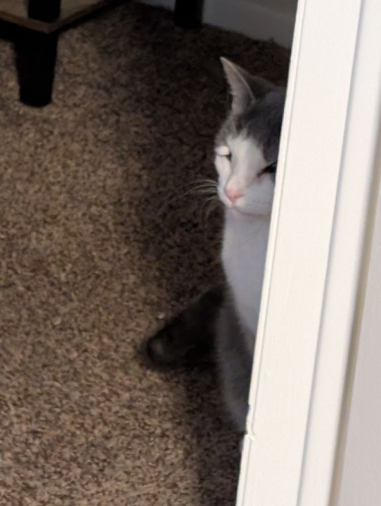 A really zoomed in fuzzy picture of my cat taken from around a doorframe.