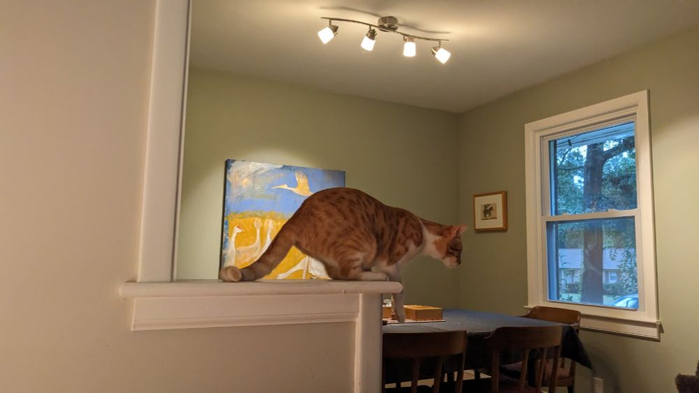 Orange house cat crouched in front of a home dining room, in pre-launch mode, 