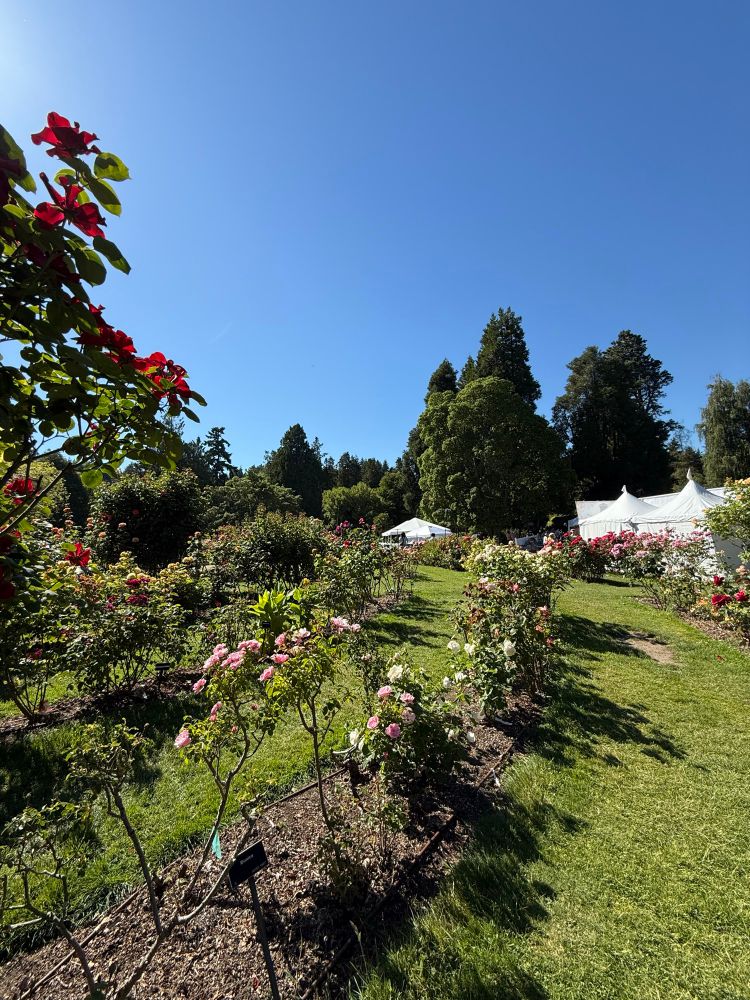 Rose garden. Pink roses. Blue sky. 