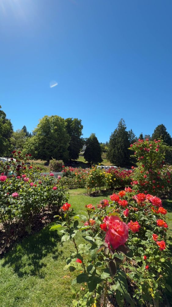 Rose garden. Red roses. Blue sky.