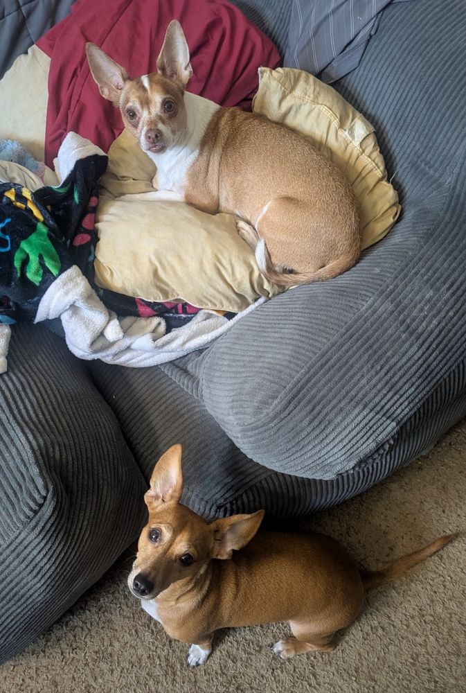 Two chihuahua mixed breed dogs are curiously looking at the camera. One is in a chair and one is on the floor.
