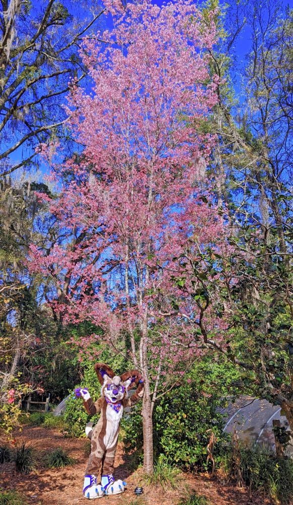 Jordan the Chihuahua standing near a sakura cherry blossom tree