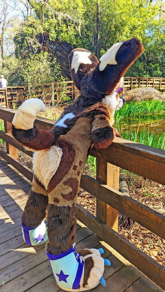Fursuit of Jordan the chihuahua. They're in a public nature park. Jordan is on a bridge, near a small pond with some plants. Jordan is facing away from the viewer, leaning over the bridge railing, with their butt poked out, with their curly tail standing up.
