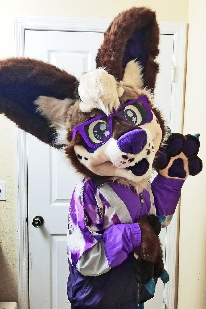 Chihuahua fursuiter wearing a purple windbreaker jacket and looking super cute