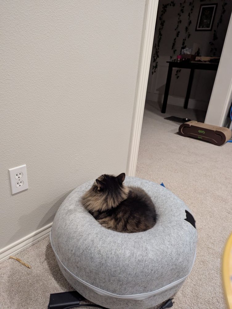 Car staring at the wall.