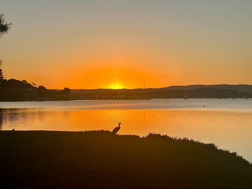 White-faced Heron Sunset Lake Macquarie