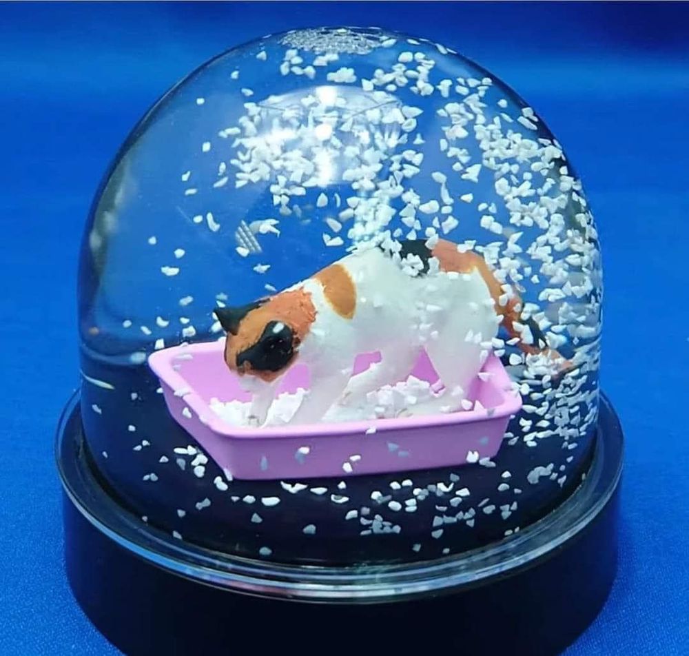 A snowball glass with a cat in its toilet in it. The litter is floating all over 