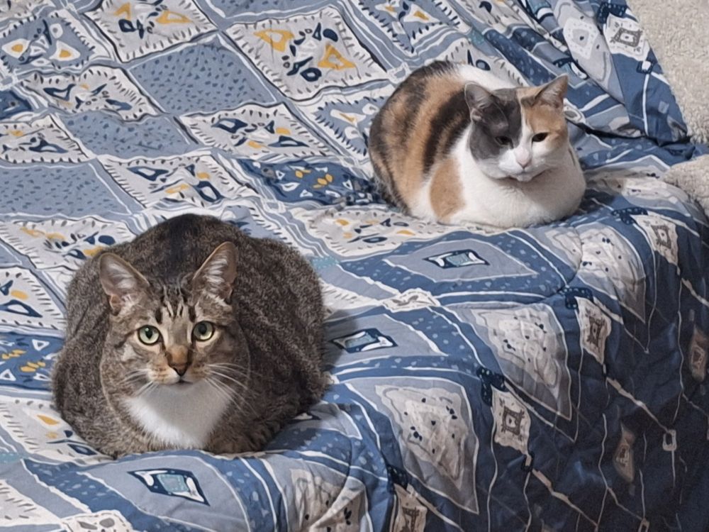 Apollo in front loafing and iris in the back loafing as well