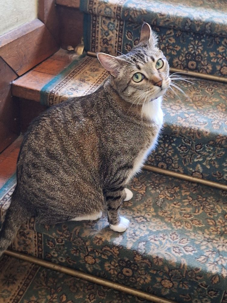 Apollo, the spiciest and cutest cat, sitting down