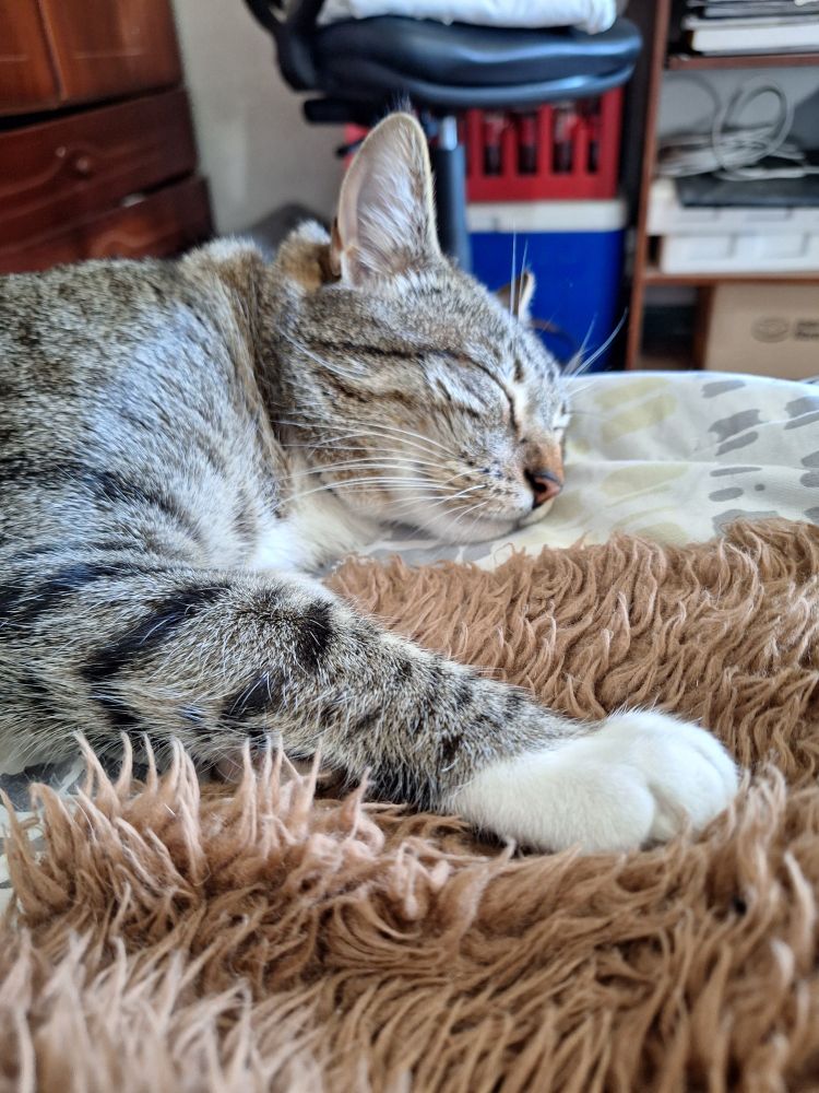 Apollo sleeping very comfortably 