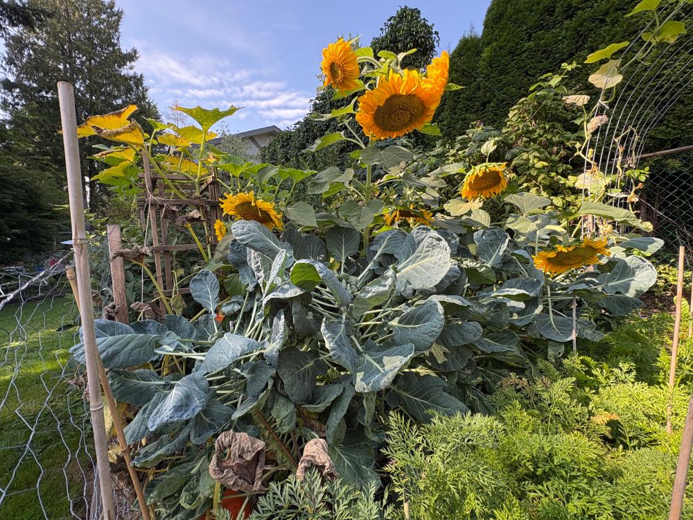 Large sunflowers with heads bowed over Brussels sprouts plants 