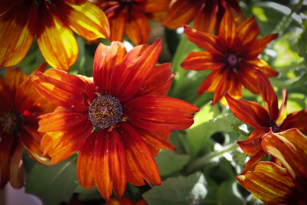 ENG
Close-up of Rudbeckia triloba 'Prairie Glow', a vibrant coneflower with elongated petals in fiery shades of red and orange, radiating around a dark brown central disc. The flower stands out against a backdrop of lush green foliage, showcasing its bold autumnal colors.

DE
Nahaufnahme von Rudbeckia triloba 'Prairie Glow', einem leuchtenden Sonnenhut mit länglichen Blütenblättern in feurigen Rot- und Orangetönen, die sich um eine dunkelbraune Mitte anordnen. Die Blüte hebt sich eindrucksvoll vom Hintergrund aus sattem Grün ab und zeigt ihre kräftigen herbstlichen Farben.