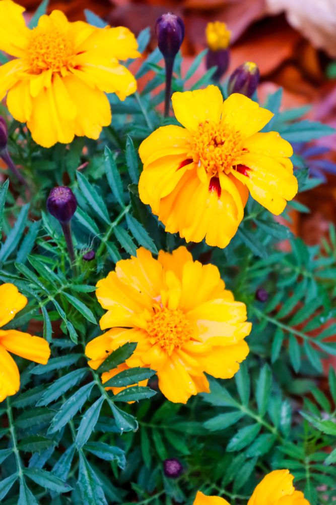 Bright yellow marigold flowers with delicate petals and green foliage, captured from above with a few unopened buds visible.