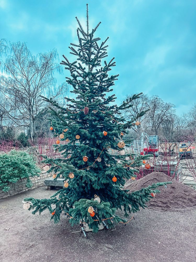 Christmas tree with red and brown Christmas balls and orange slices. Behind the place where the tree is standing you can spot a red digger. It‘s a building site. 