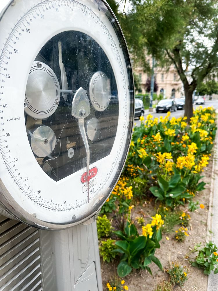 old weighing scale with a yellow flower bed in the background