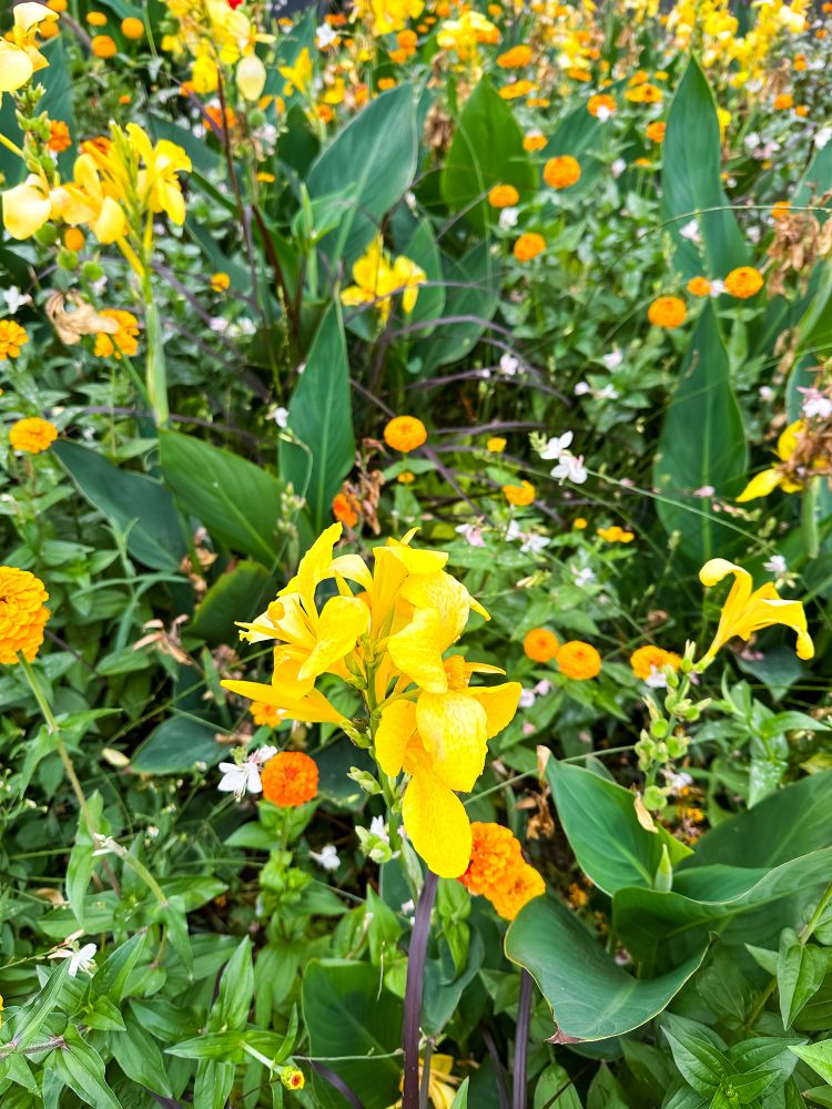 yellow orange flower bed